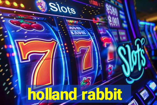 holland rabbit