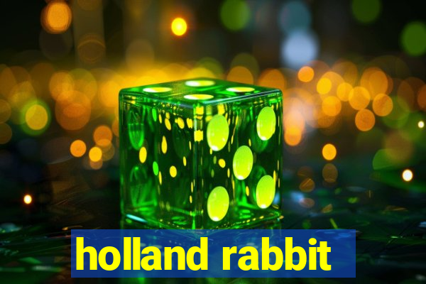 holland rabbit