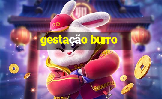 gestação burro