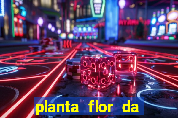 planta flor da fortuna como cuidar