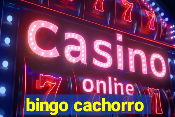 bingo cachorro