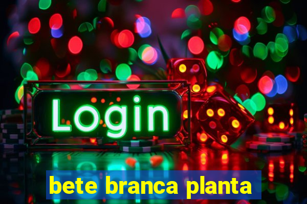 bete branca planta