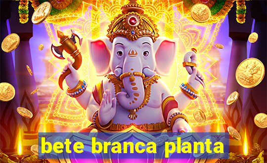 bete branca planta