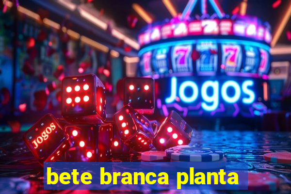 bete branca planta