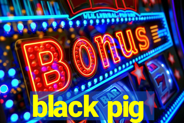 black pig