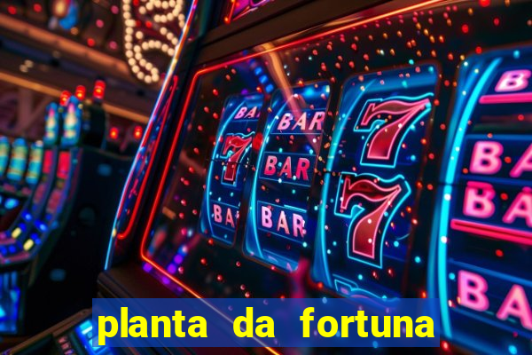 planta da fortuna e felicidade