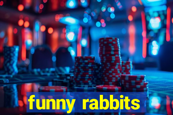 funny rabbits