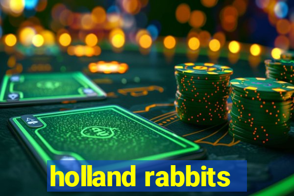 holland rabbits