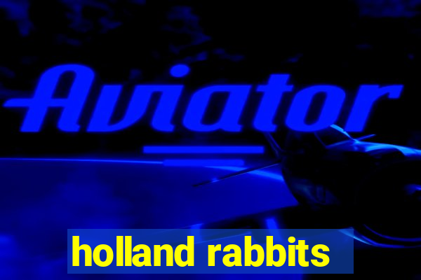 holland rabbits