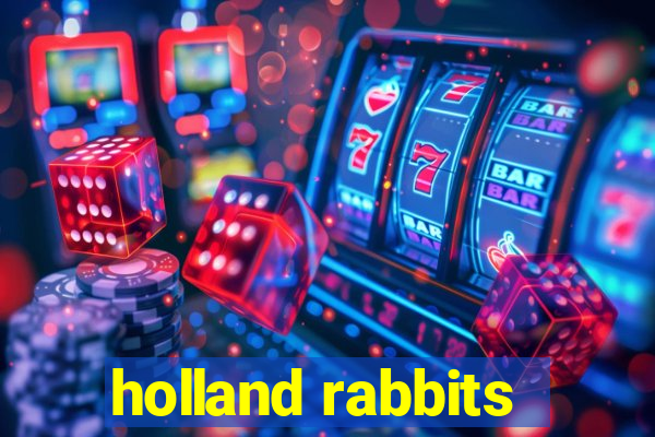 holland rabbits