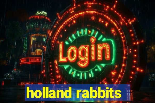 holland rabbits