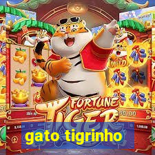 gato tigrinho