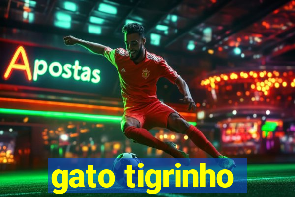 gato tigrinho