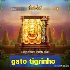 gato tigrinho