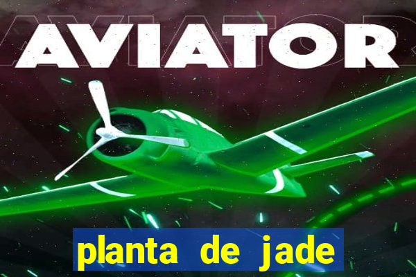 planta de jade significado espiritual