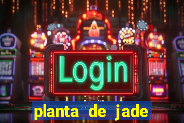 planta de jade significado espiritual