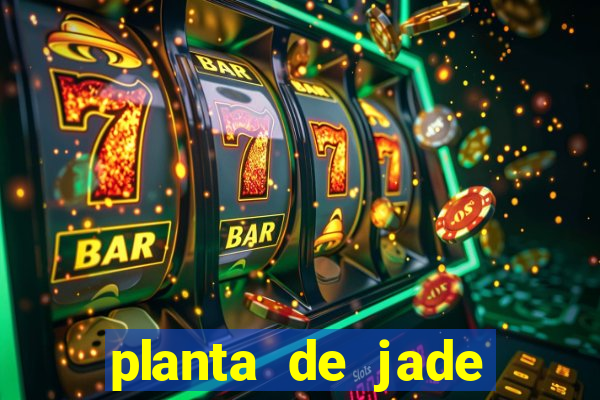 planta de jade significado espiritual