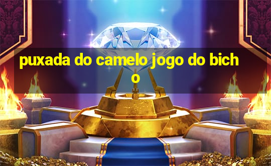 puxada do camelo jogo do bicho