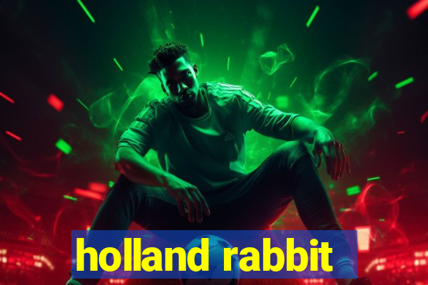 holland rabbit