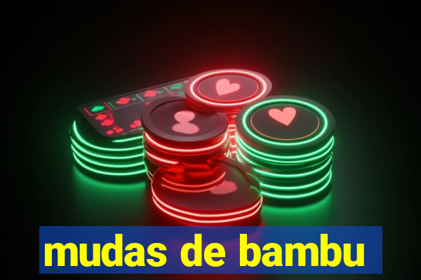 mudas de bambu