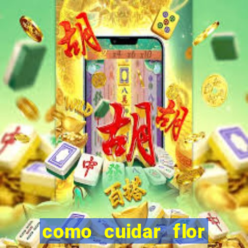 como cuidar flor da fortuna