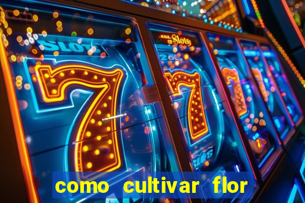 como cultivar flor da fortuna em vasos