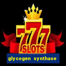 glycogen synthase kinase 3 beta